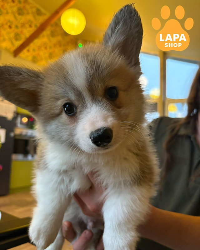 рыже-белый вельш корги пемброк