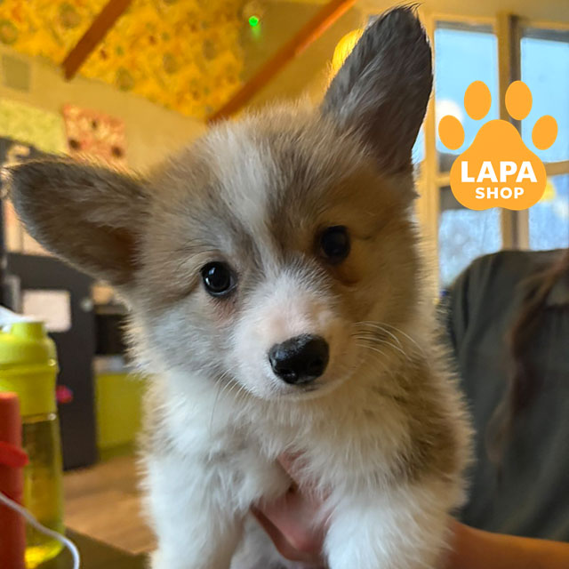 Welsh-Corgi-Pembroke-02