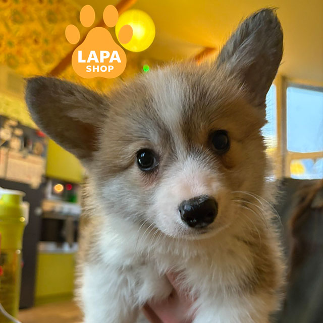 Welsh-Corgi-Pembroke-03