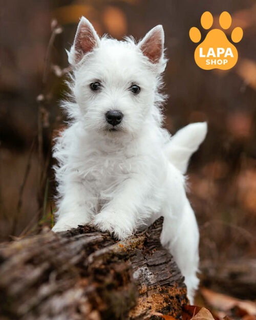 вест хайленд вайт терьер