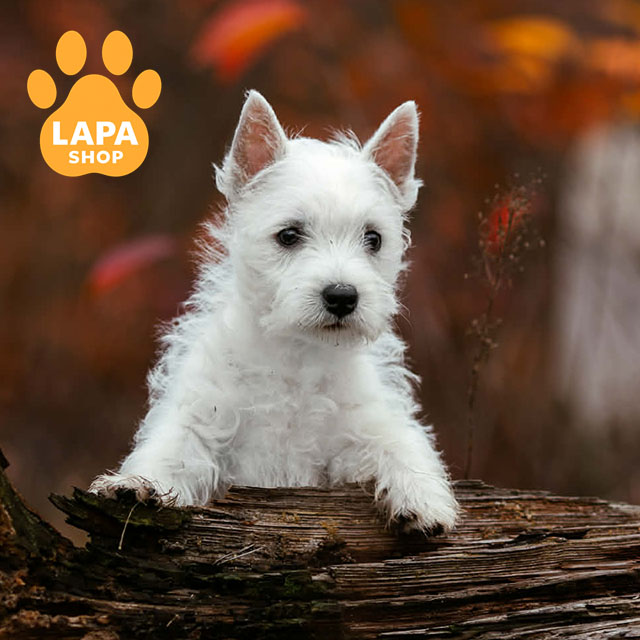 West-Highland-White-Terrier-02