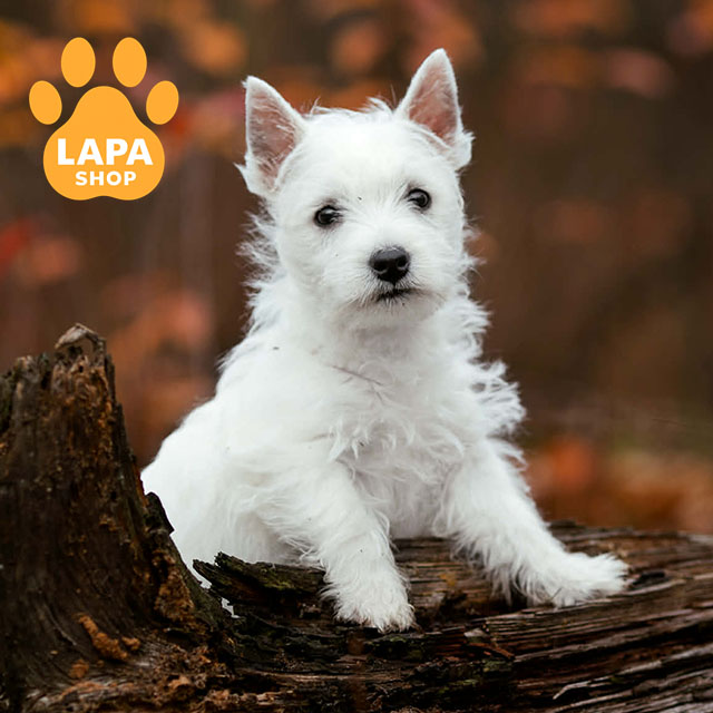 West-Highland-White-Terrier-03