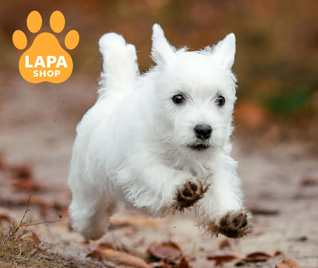 West-Highland-White-Terrier-04