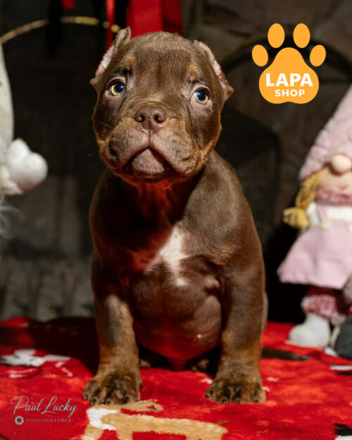 tricolor American Bully