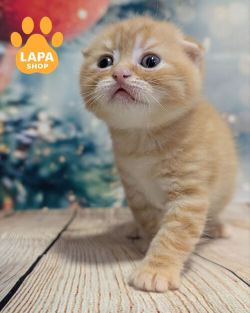 красный пятнистый скотиш-страйт