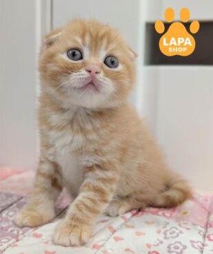 рудий скотіш-фолд