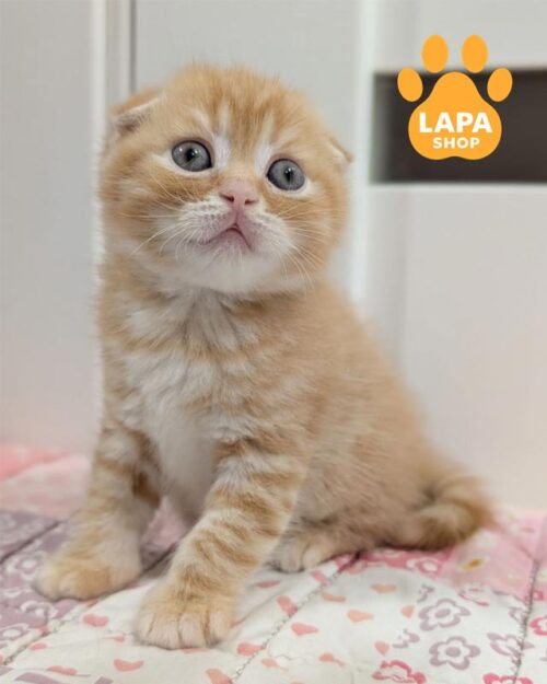 рудий скотіш-фолд