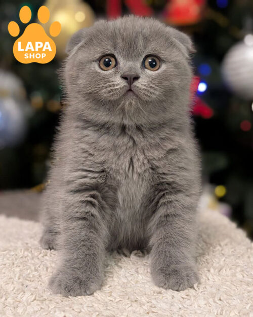 голубой скоттиш-фолд