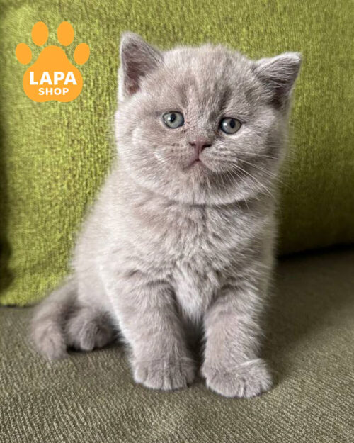 ліловий скотіш-страйт