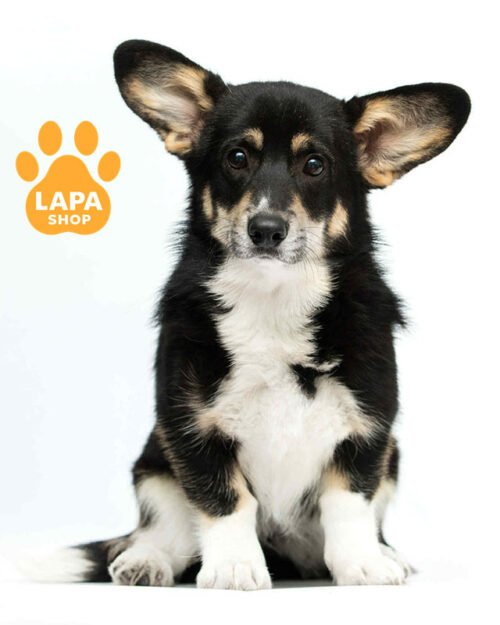 триколорный вельш корги пемброк