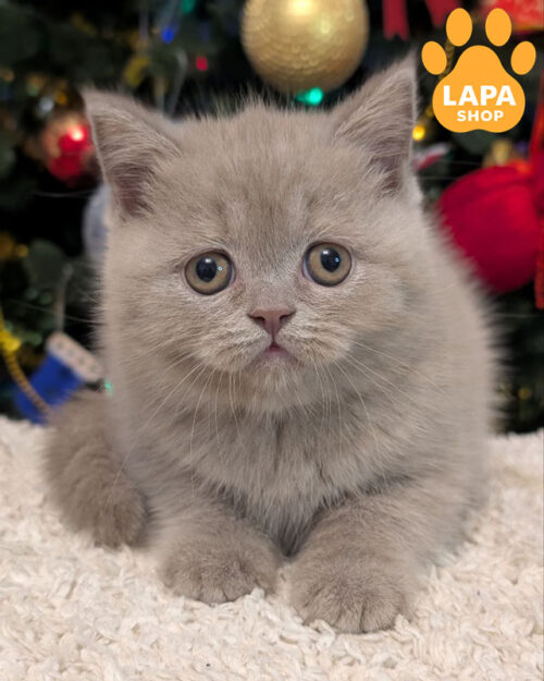 ліловий скотіш-страйт