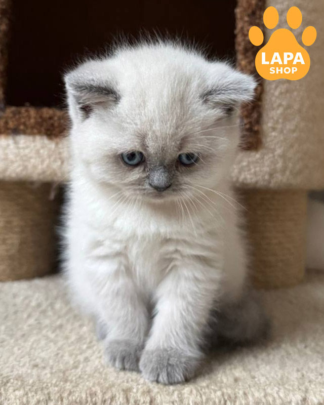 голубой скотиш-страйт