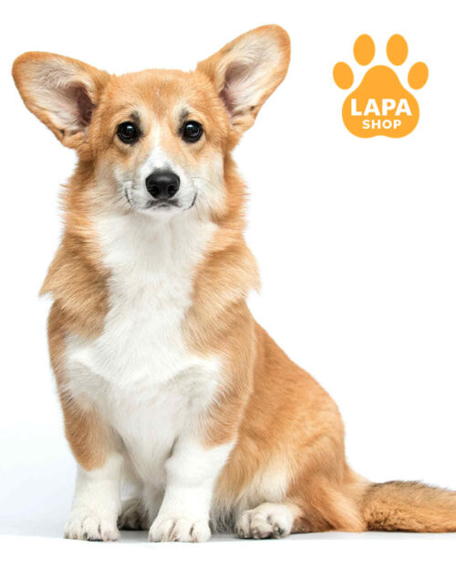 рыже-белый вельш корги пемброк