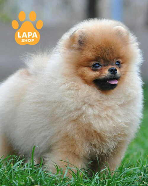 померанський шпіц забарвлення оранж