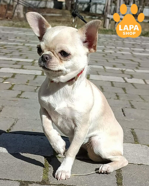 кремовий чихуахуа