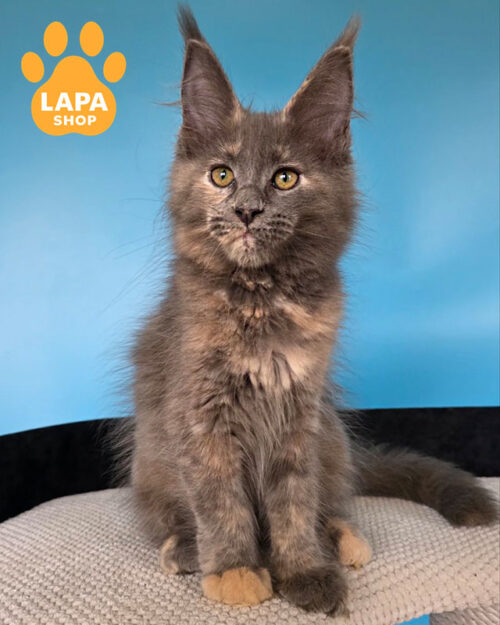 голубой мейн-кун