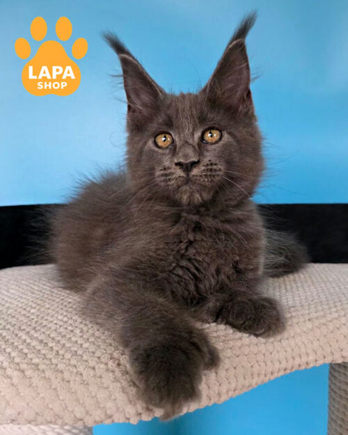 блакитний мейн-кун