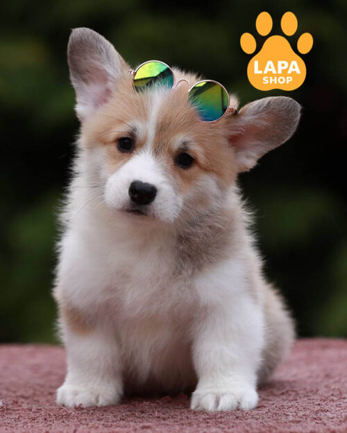 red and white welsh corgi pembroke