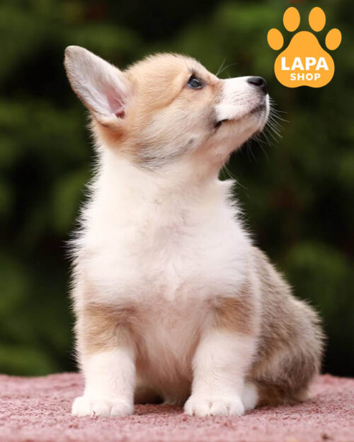 red and white welsh corgi pembroke