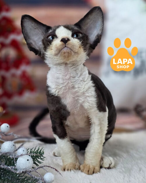 чорний біколор девон-рекс