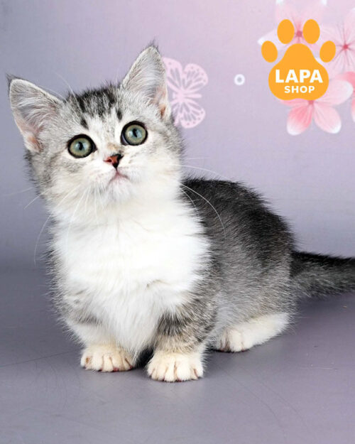 black ticked munchkin shorthair