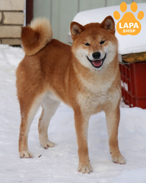 рудий шіба-іну