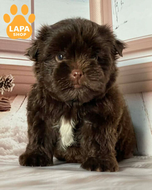 шоколадний йоркширський тер'єр