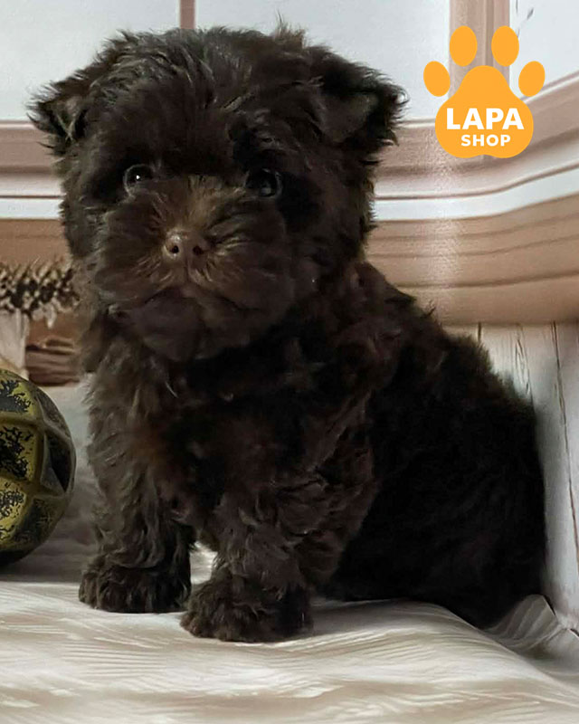 шоколадный йоркширский терьер