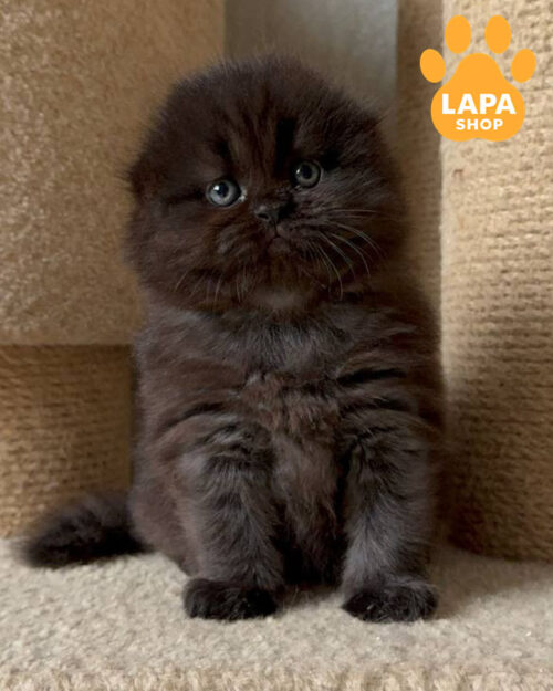 черный хайленд-фолд