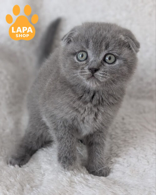 блакитний скотіш-фолд