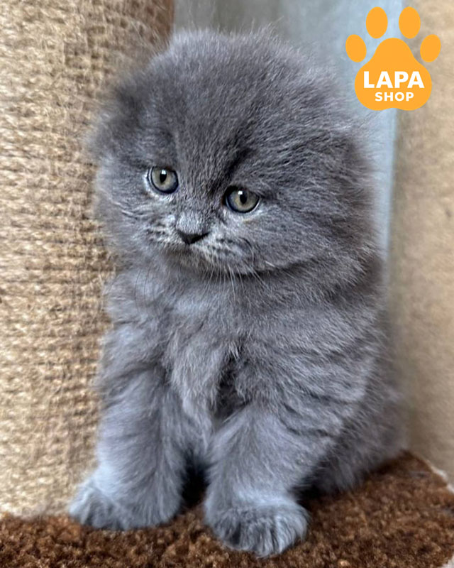 голубой хайленд-фолд