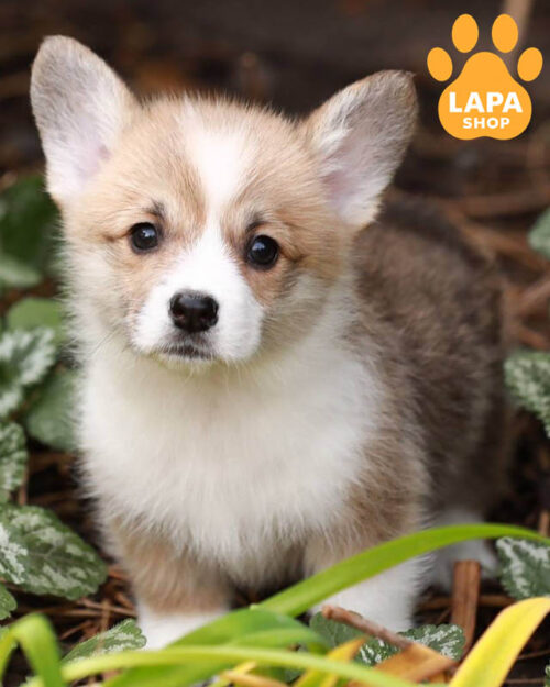 red and white welsh corgi pembroke