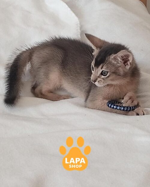 голубой абиссинец