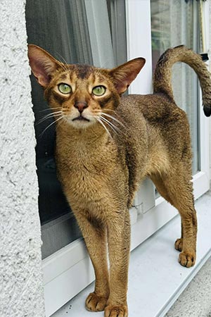 Cute Abyssinian Kitten Dallas — He is Your Future Favorite aby dad