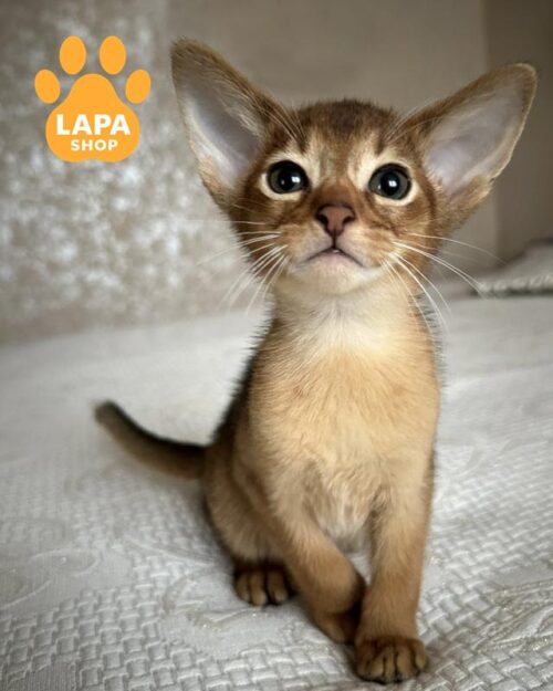 ruddy Abyssinian kitten