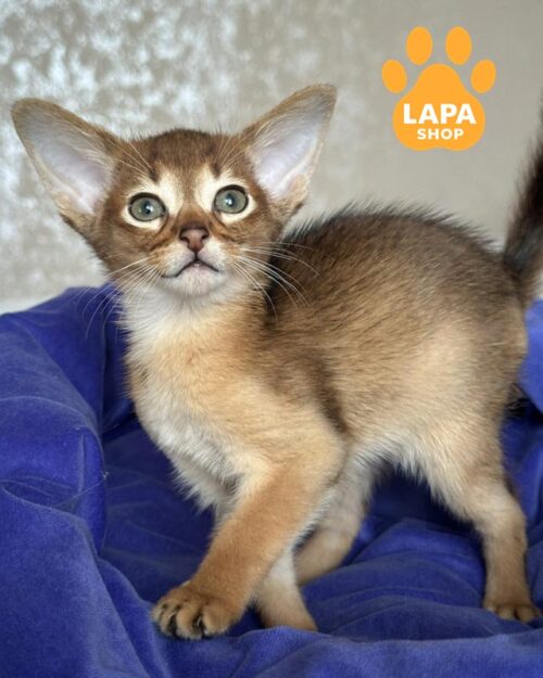 ruddy Abyssinian kitten