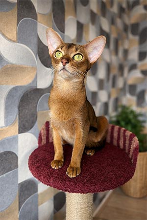 Cute Abyssinian Kitten Dallas — He is Your Future Favorite aby mom
