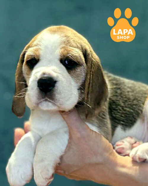 триколорний бігль