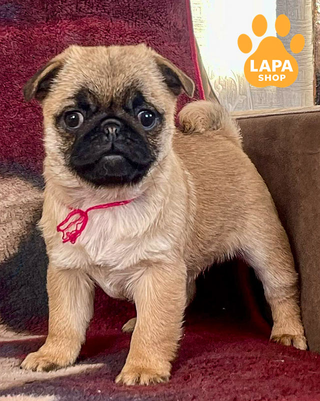 абрикосовый мопс