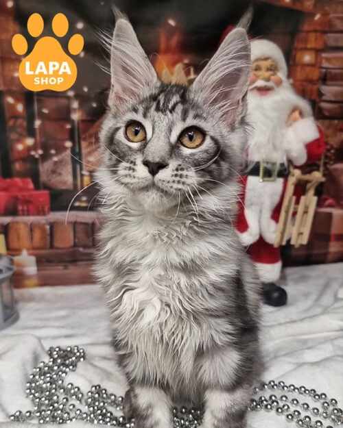 черный дымный мейн-кун