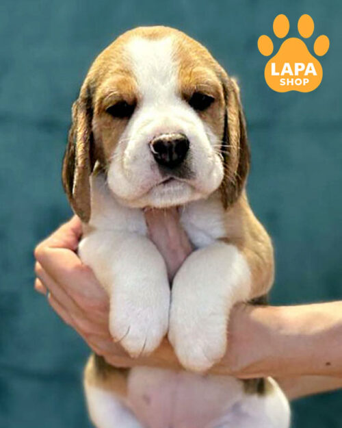 триколорний бігль