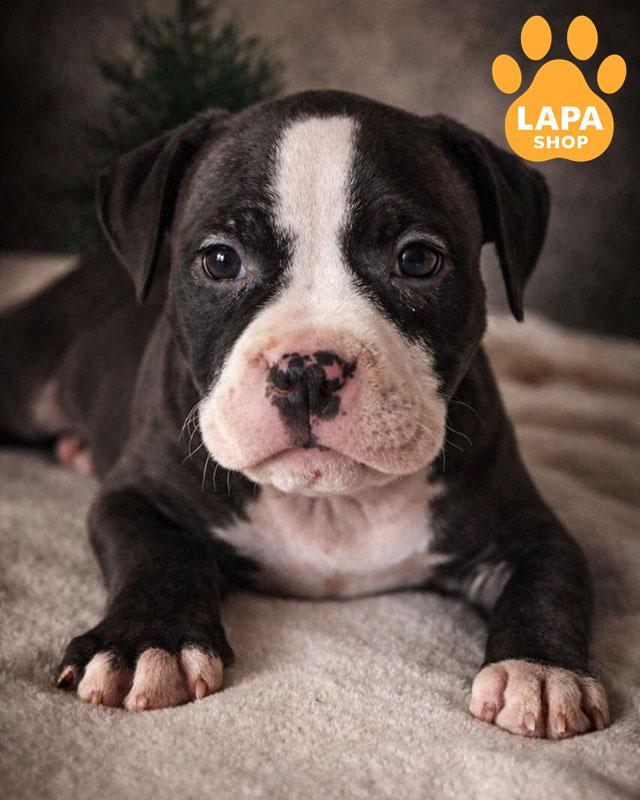 черно-белый американский булли