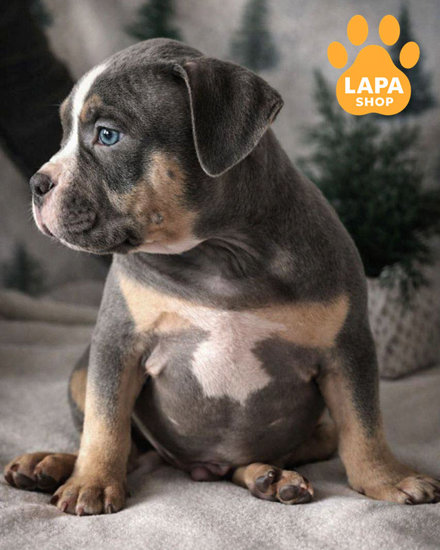 триколорный американский булли