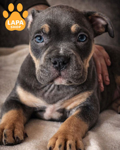 триколорный американский булли