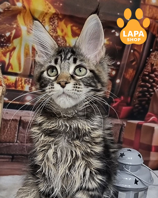 чорний димний мейн-кун