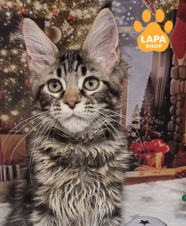 The Maine Coon cats: The World's Largest and Most Popular Cat Breed amoris 02