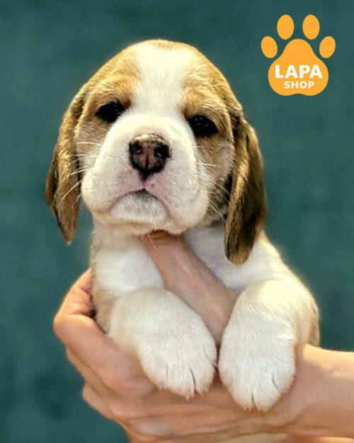 триколорний бігль