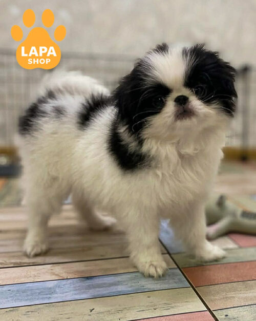 бело-черный японский хин