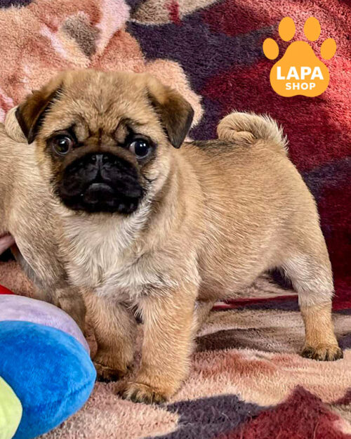 абрикосовый мопс