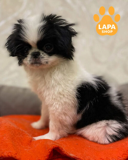 біло-чорний японський хін